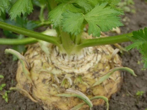 Celer - PDS - Profesionalna distribucija sjemena