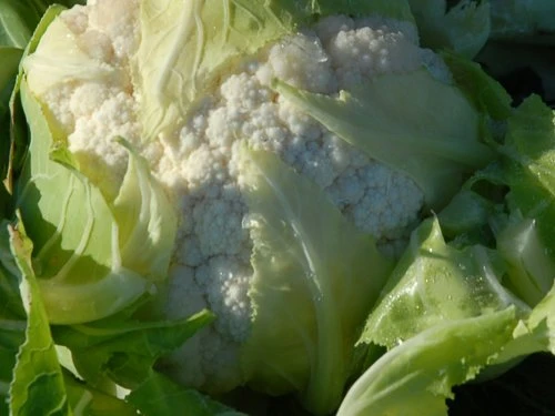 Cvjetača - PDS - Profesionalna distribucija sjemena