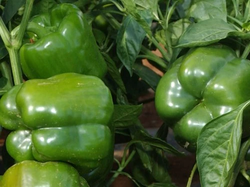 Paprika - PDS - Profesionalna distribucija sjemena