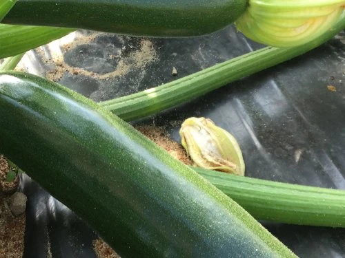 Tikvica - PDS - Profesionalna distribucija sjemena